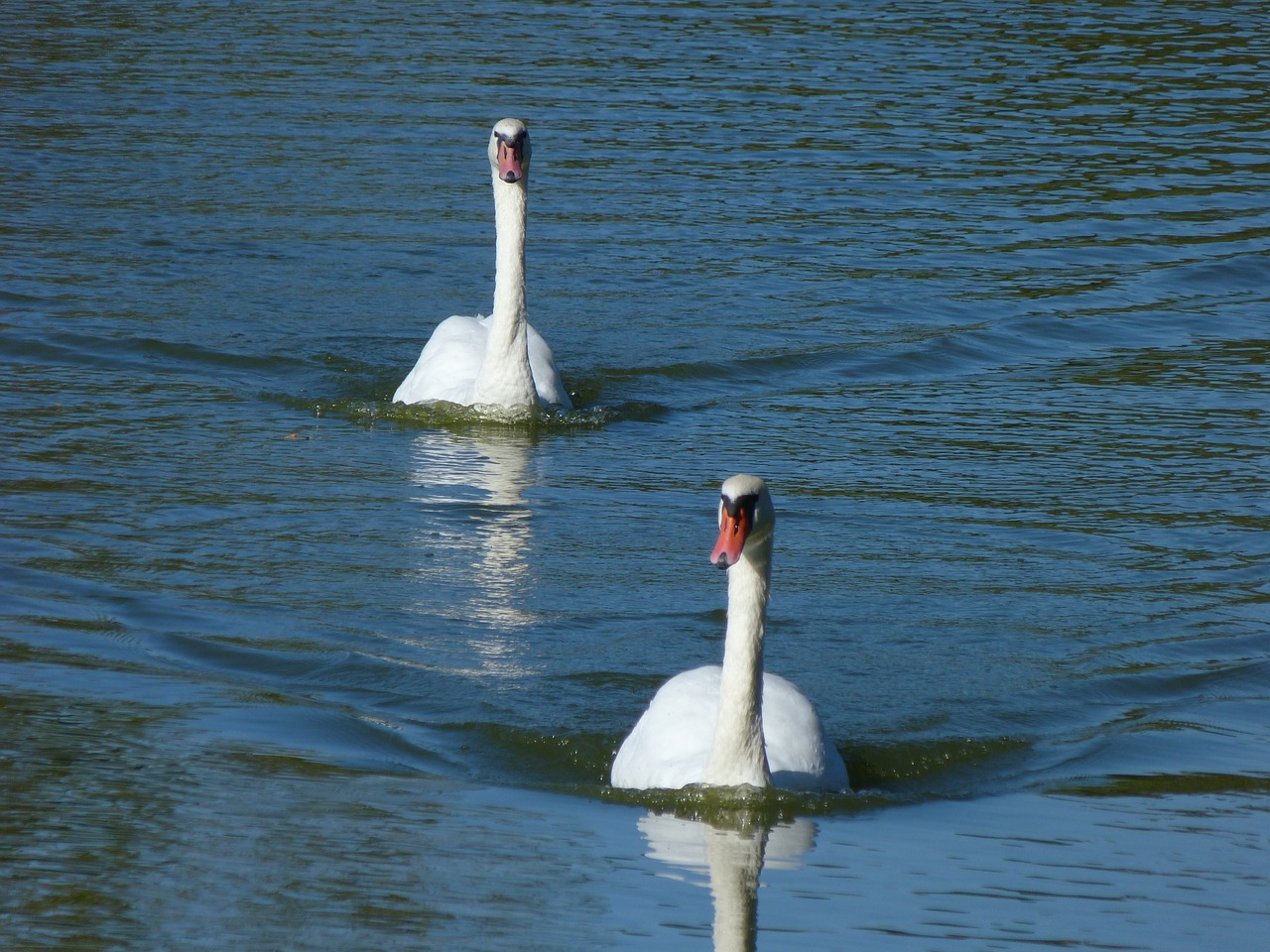 swans water birds free photo