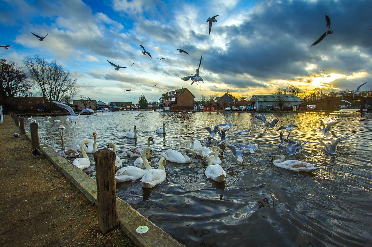 wroxham england swans free photo