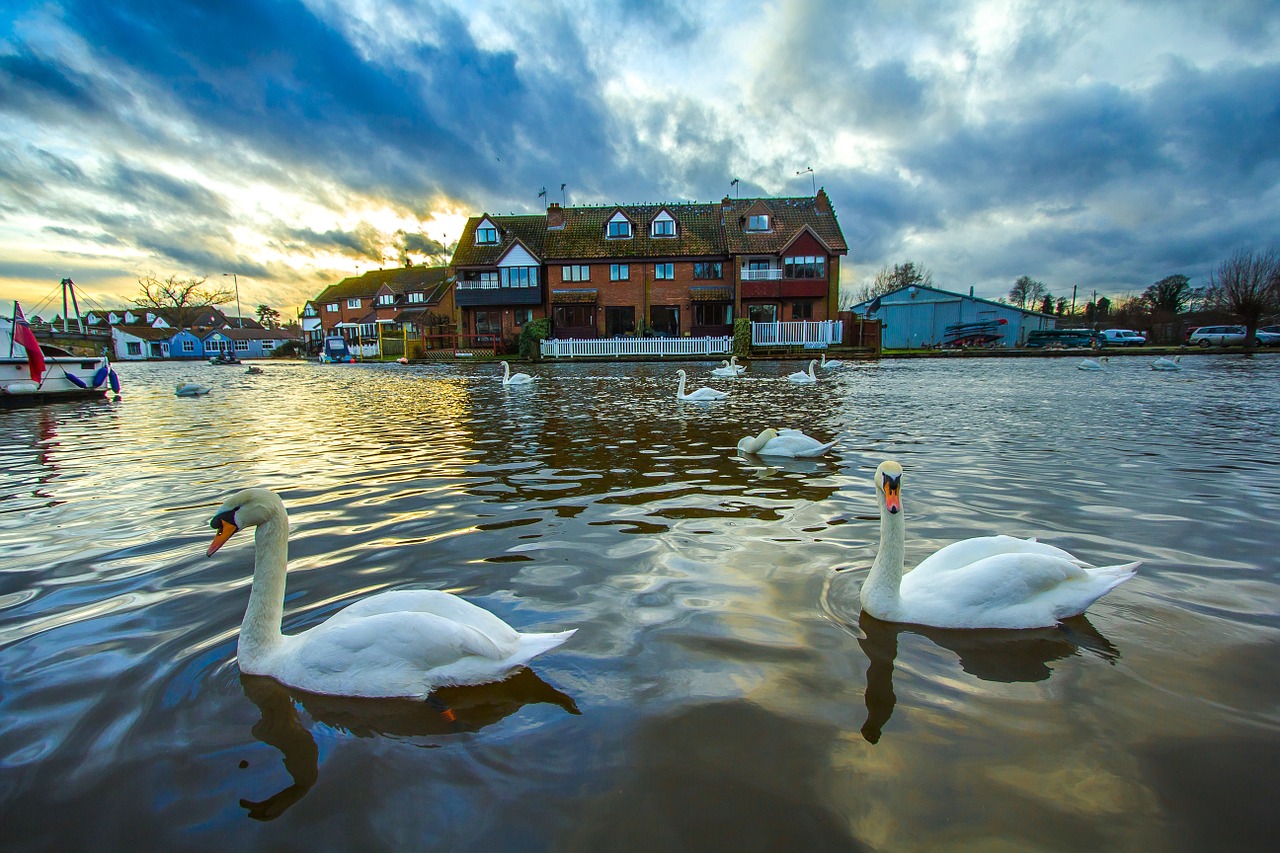 swans wroxham england free photo