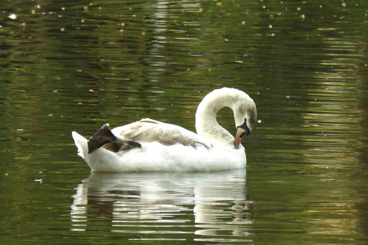 swans water swan free photo