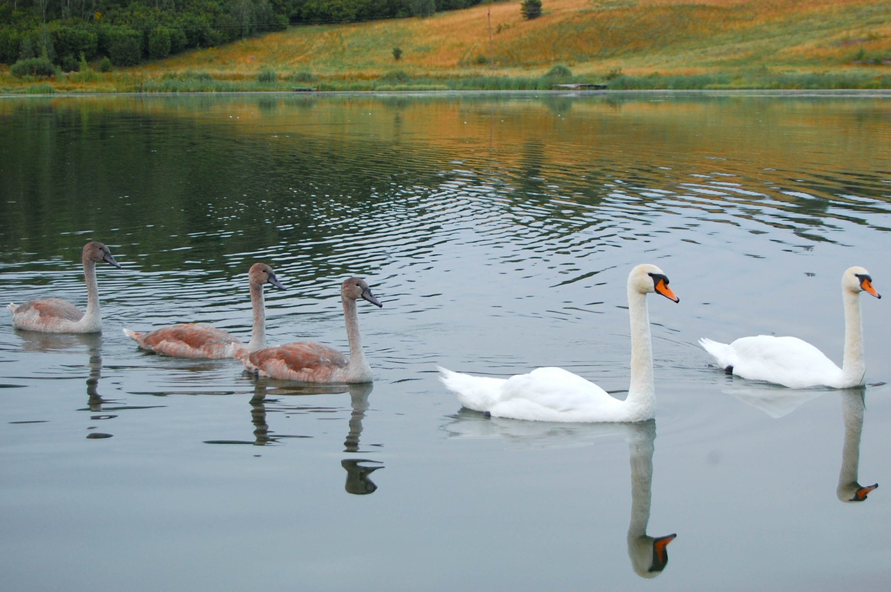 swans chicks water free photo