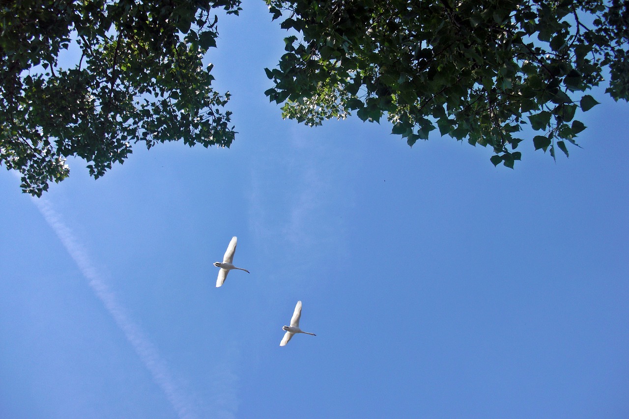 swans fly bird free photo