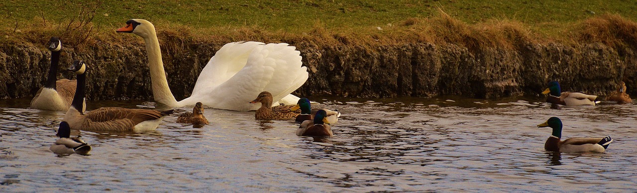 swans ducks geese free photo