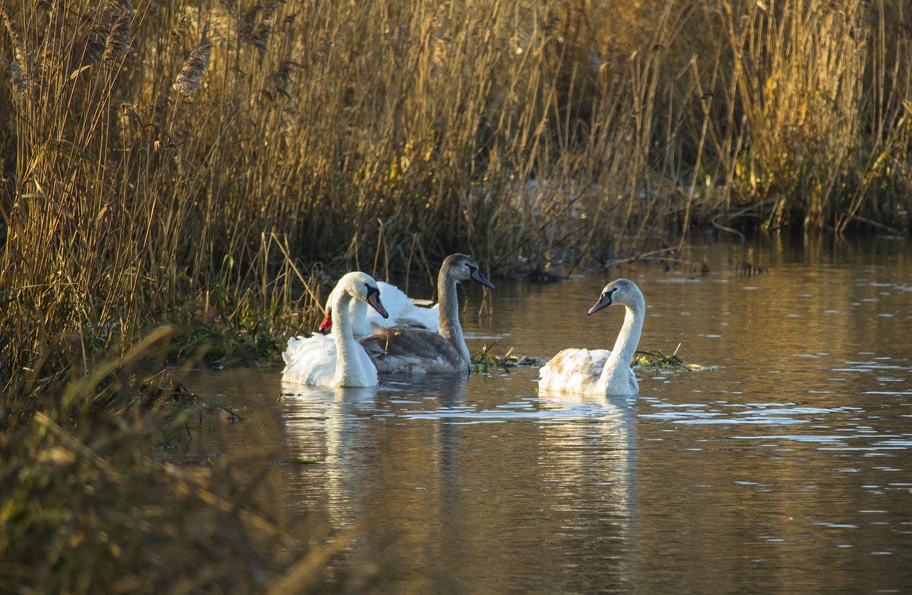 swans nature water free photo