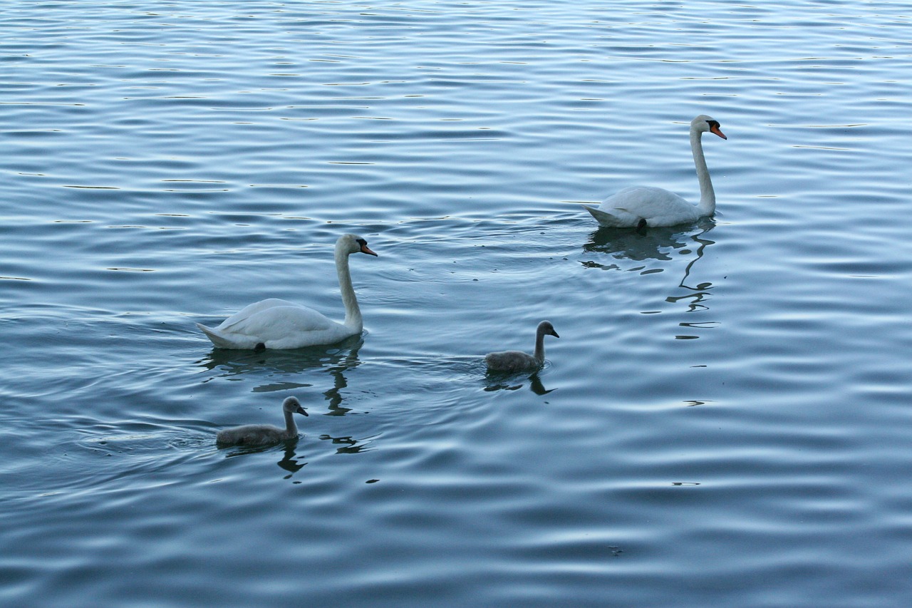 swans schanfamilie lake free photo