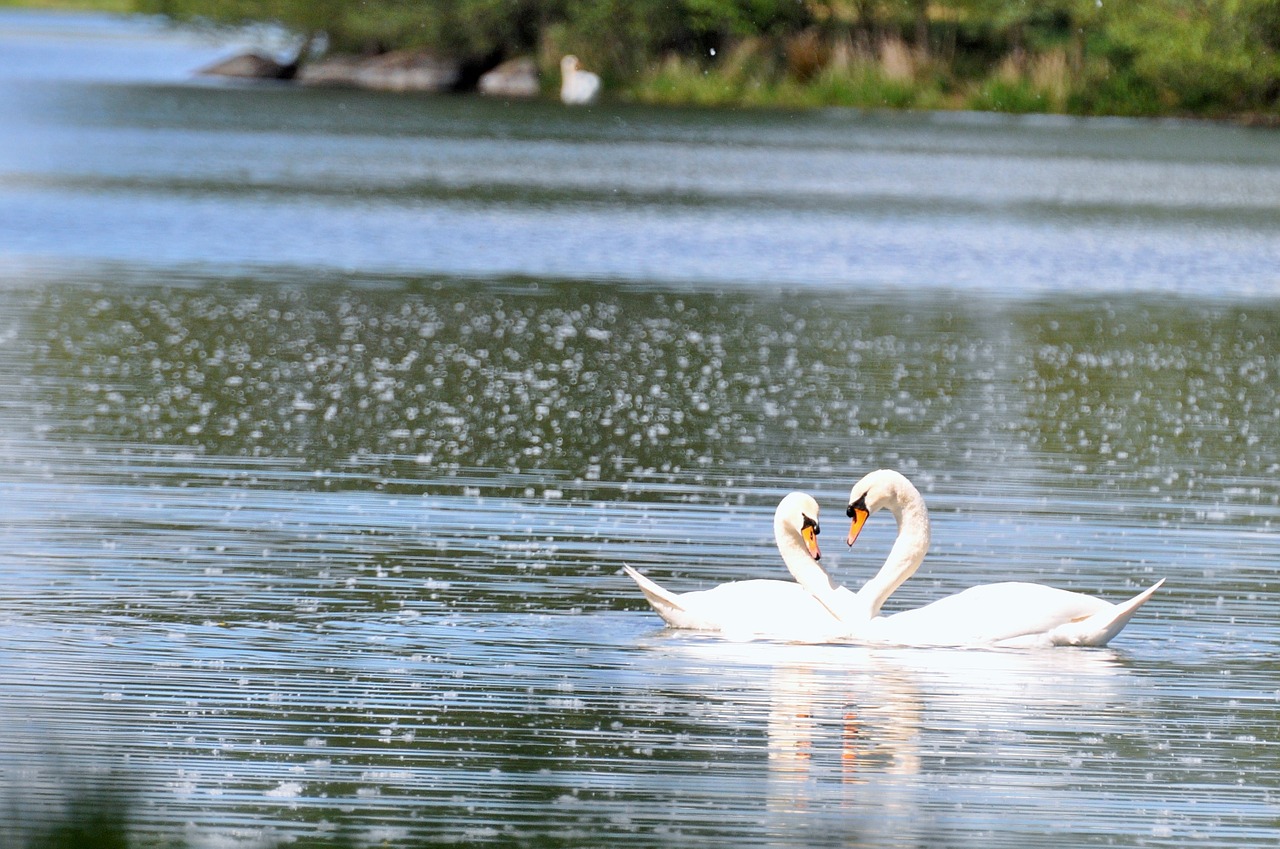 swans ponds ducks free photo