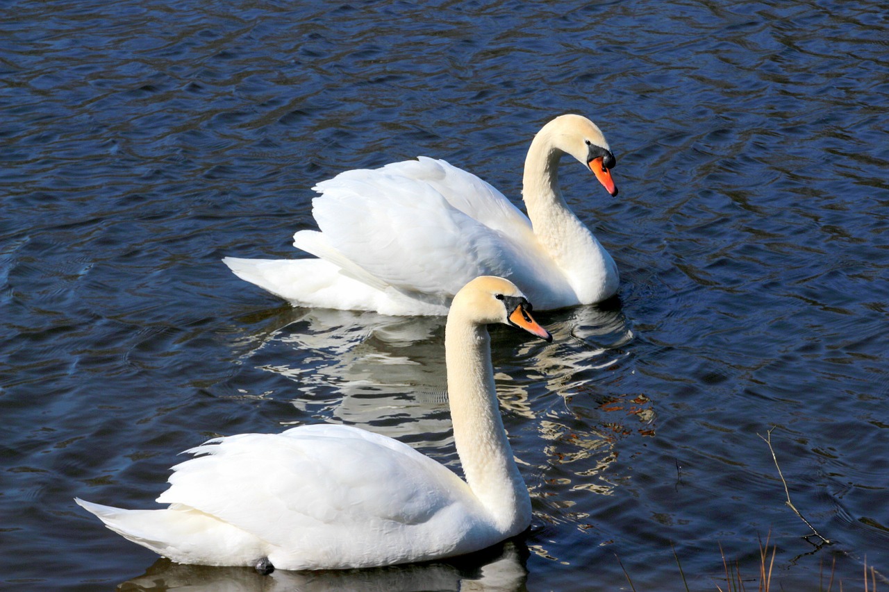 swans stool swans cygnus olor free photo
