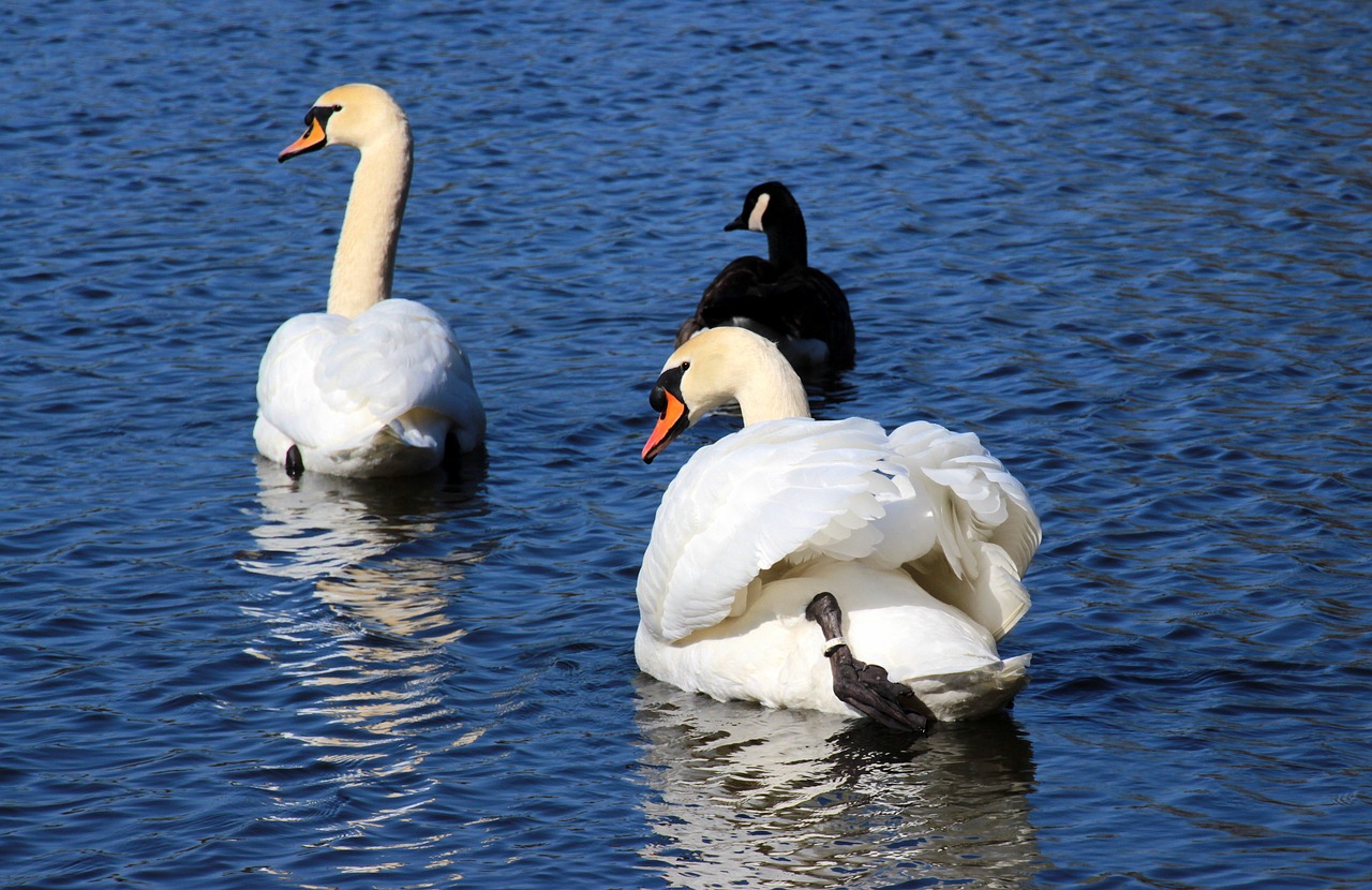 swans mute swans cygnus olor free photo