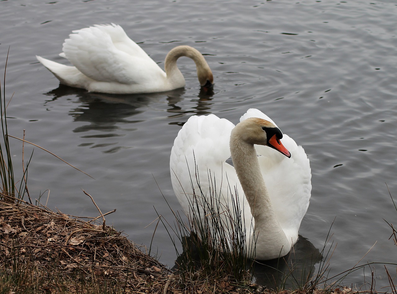 swans couple national bird free photo