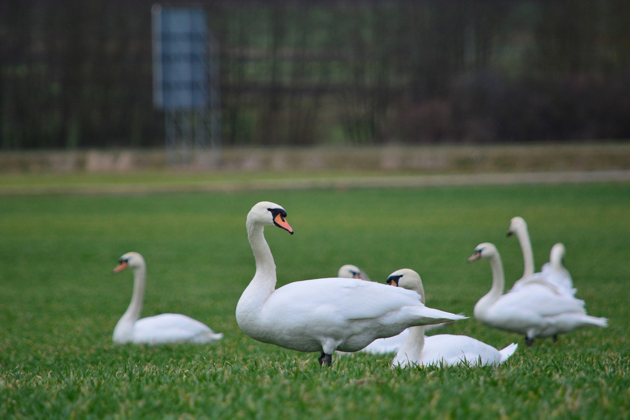 swans white bird free photo