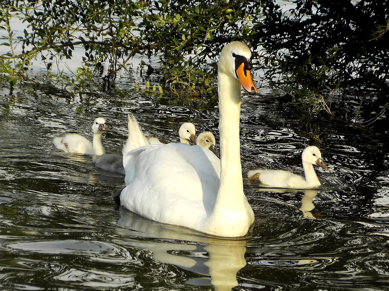 swans water bird free photo