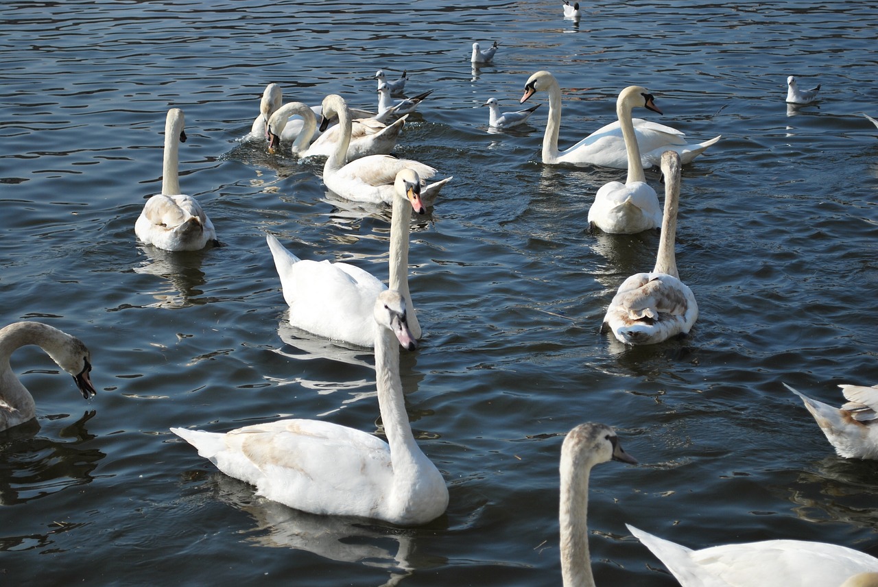 swans a white swan swan free photo