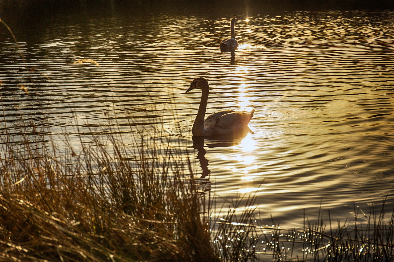 swans sun water free photo