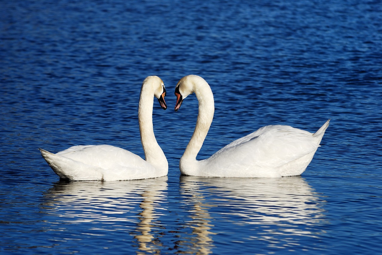 swans couple love free photo