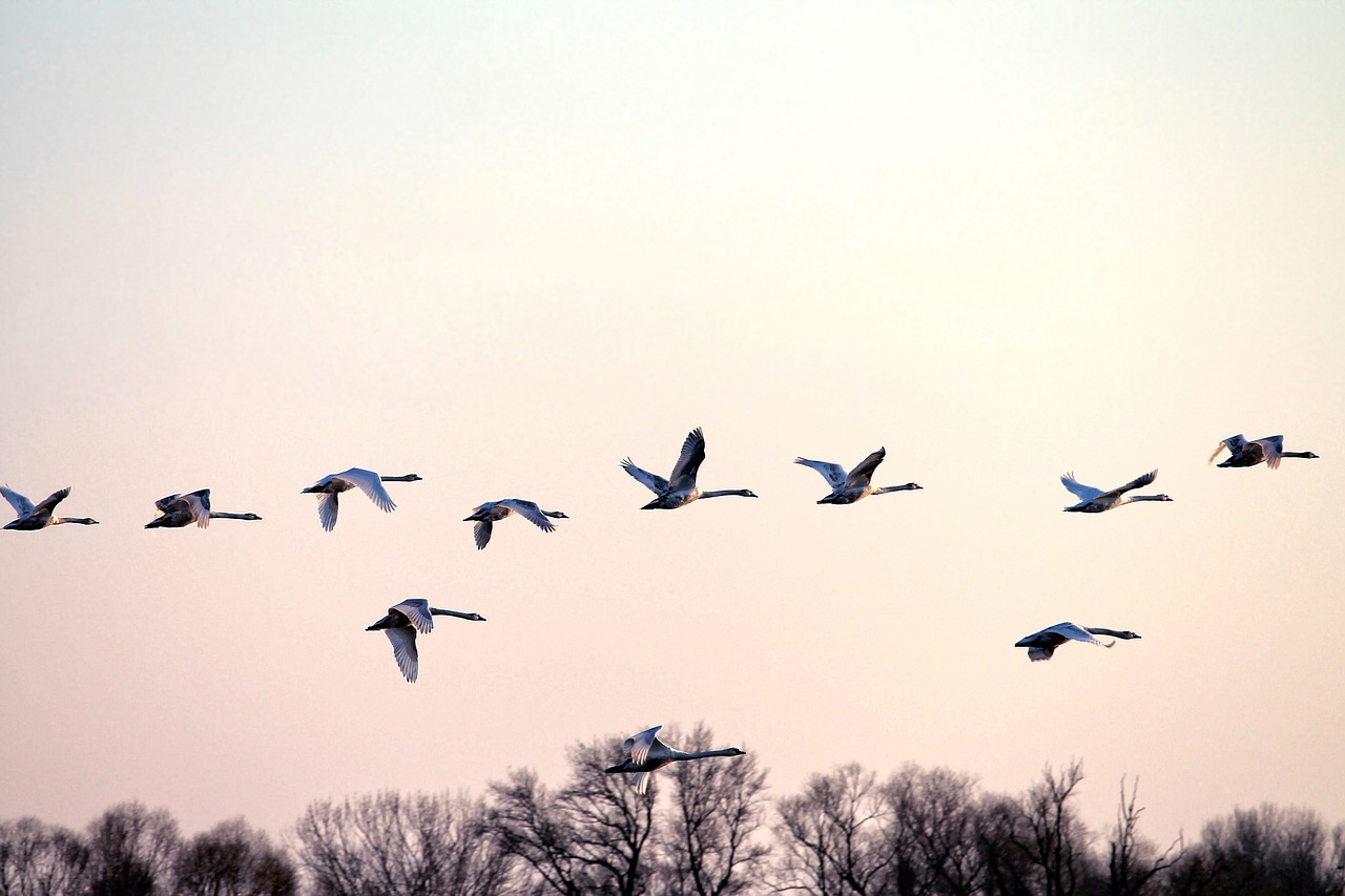 swans swan flight fly free photo