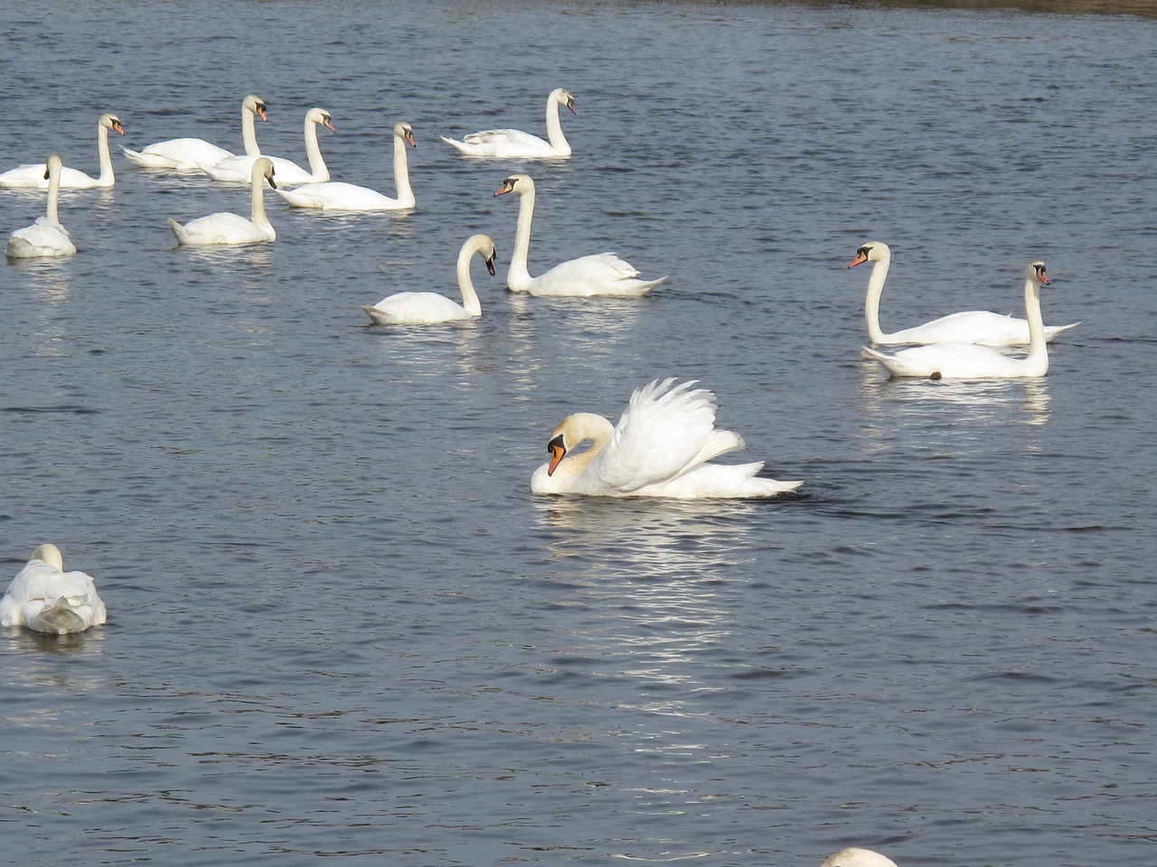 swans water white free photo