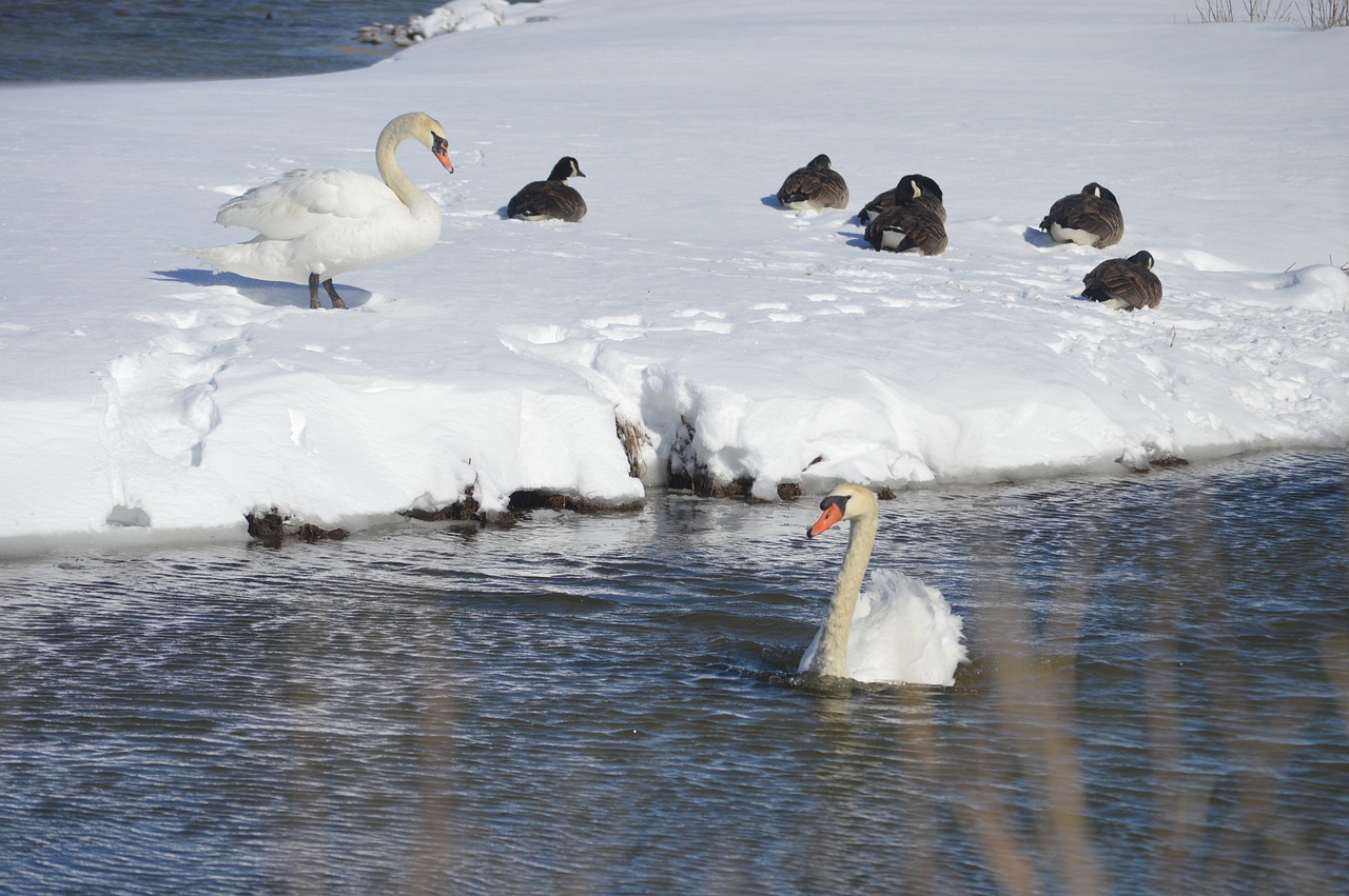 swans snow stream free photo