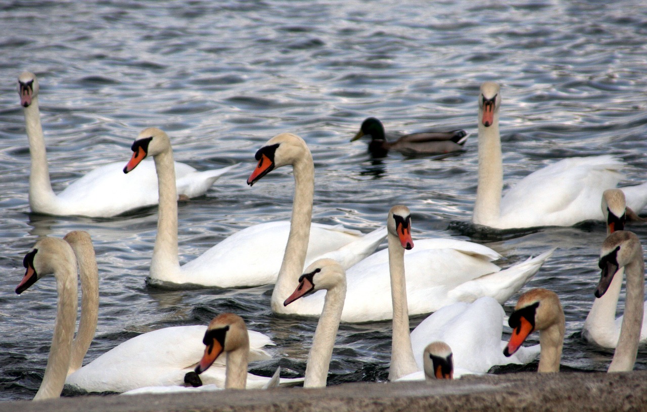 swans beak feathers free photo