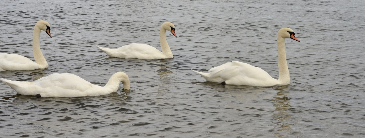 swans birds nature free photo