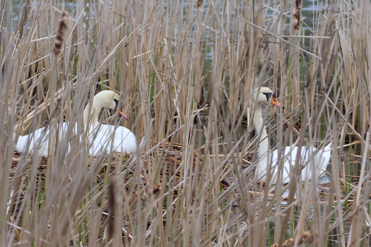 swans reed breed free photo