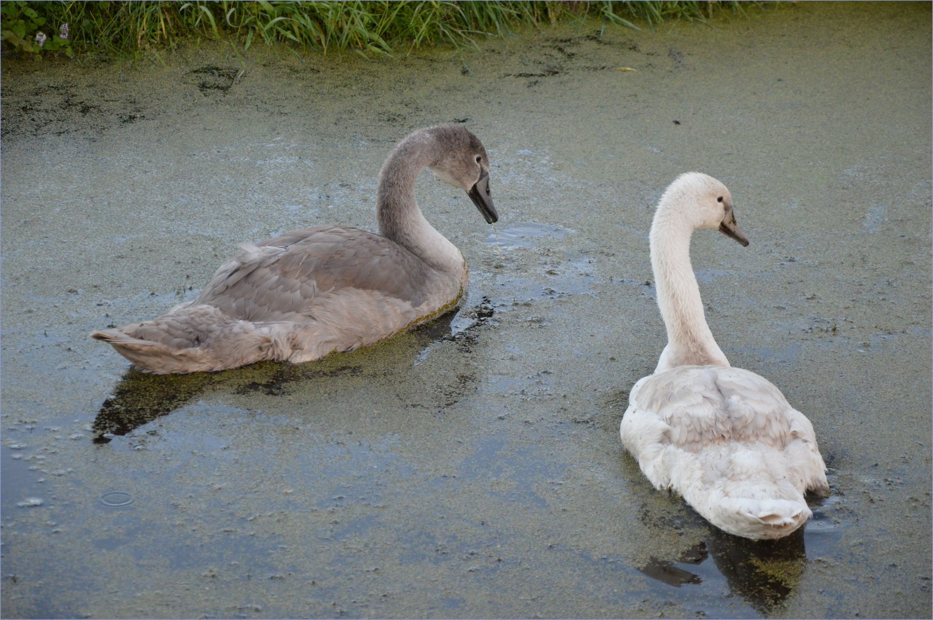 swan bird nature free photo