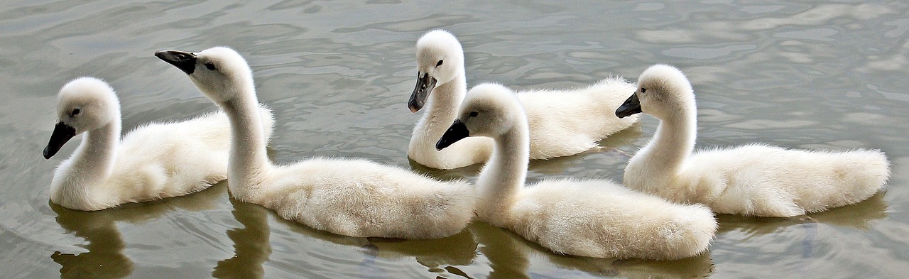 swans baby swans water free photo