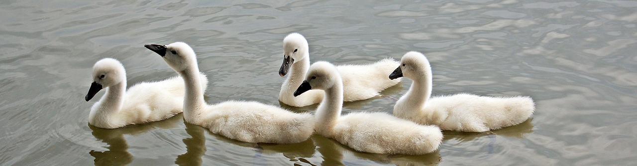 swans baby swans water free photo