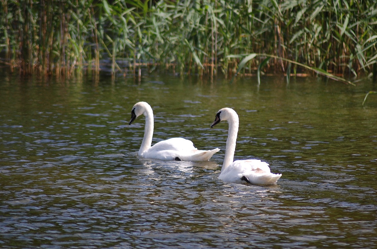 swans summer water free photo