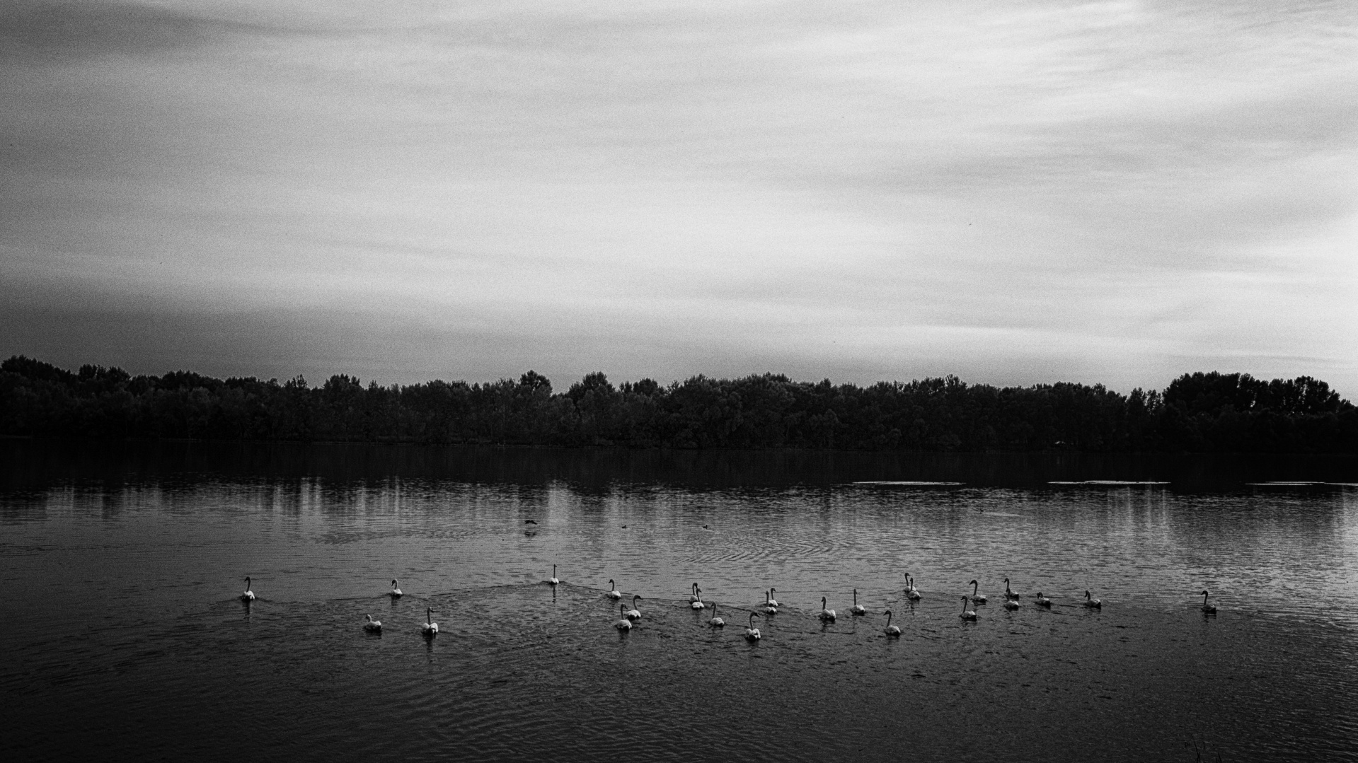 swan danube river analogue style free photo