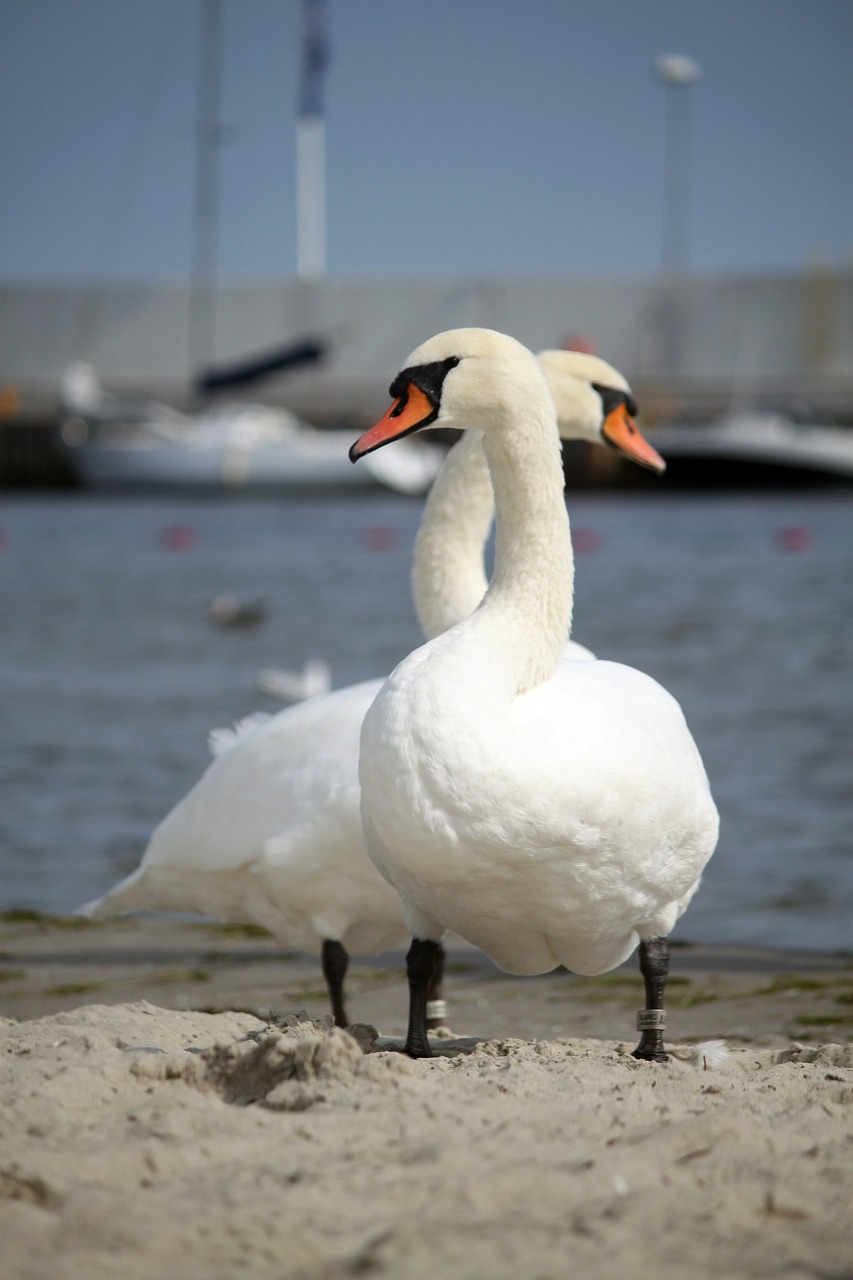 swans birds wild birds free photo