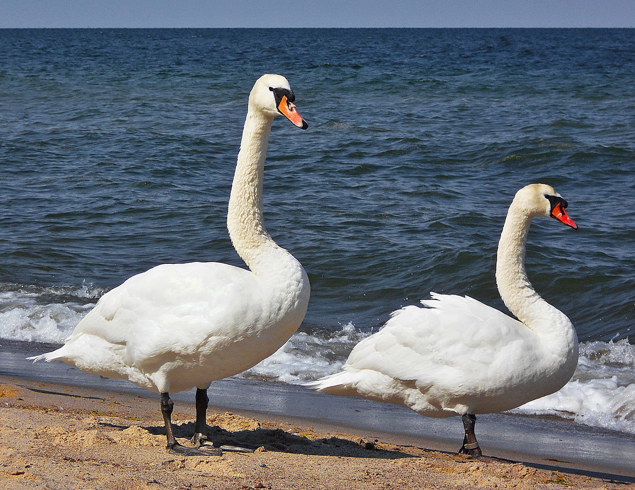 swans sea the baltic sea free photo