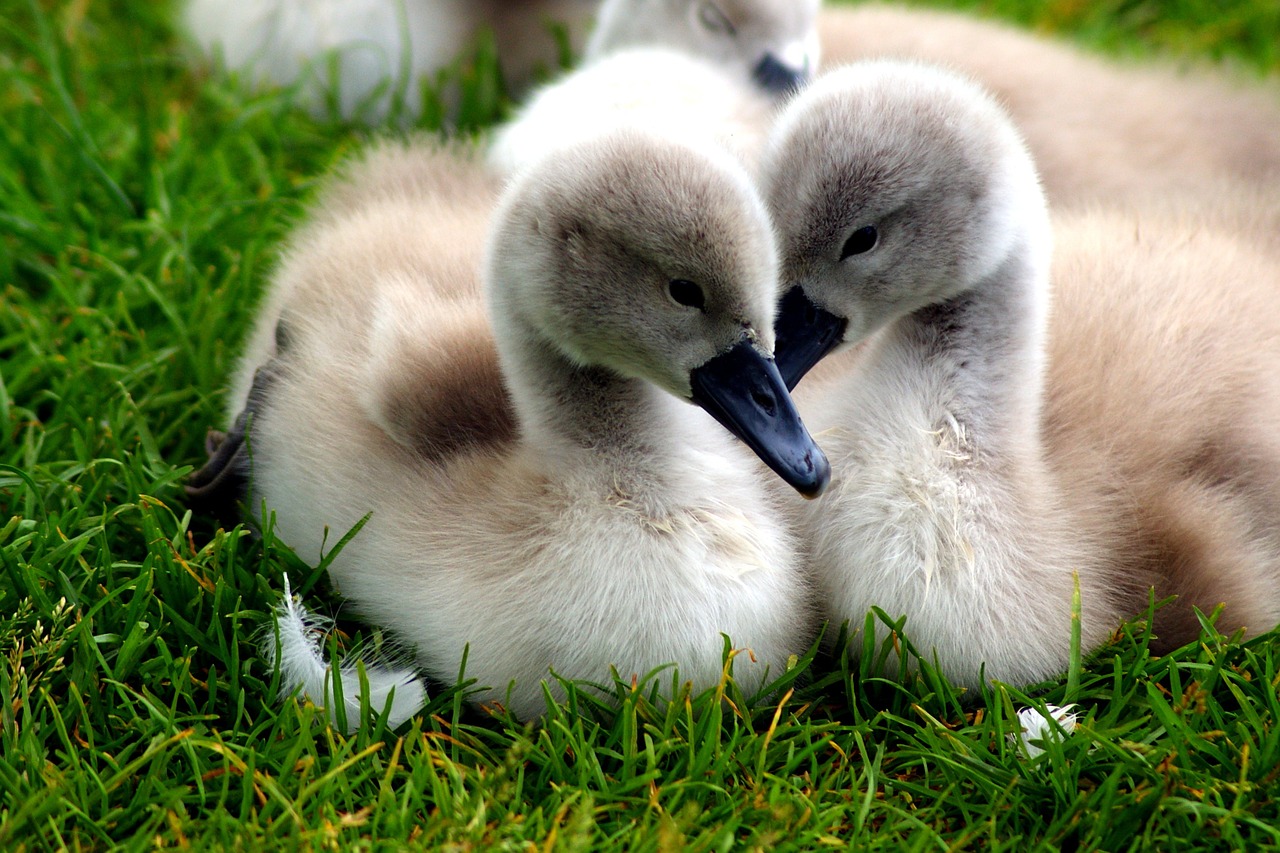 swans chicks nature free photo