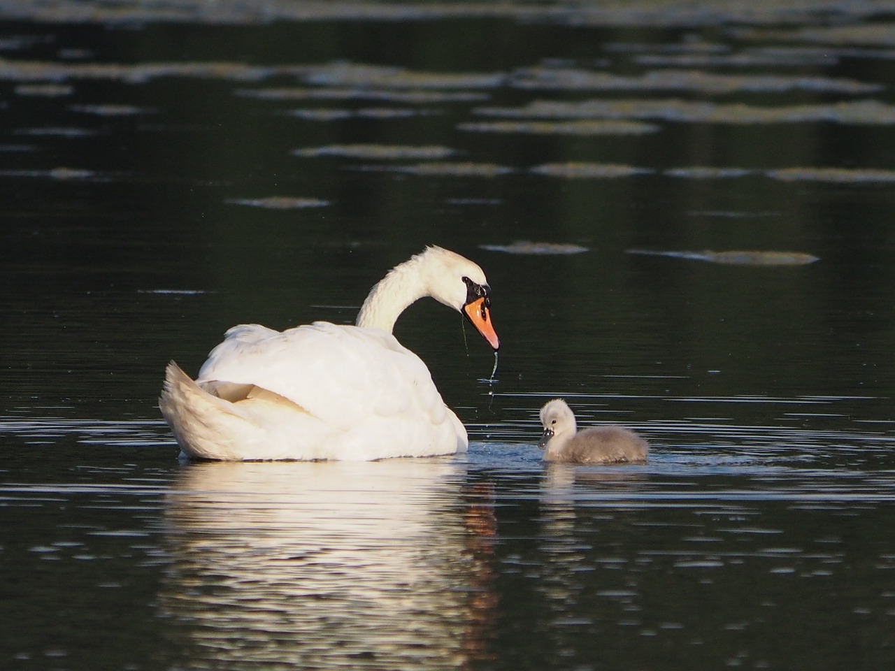 swans animals nature free photo