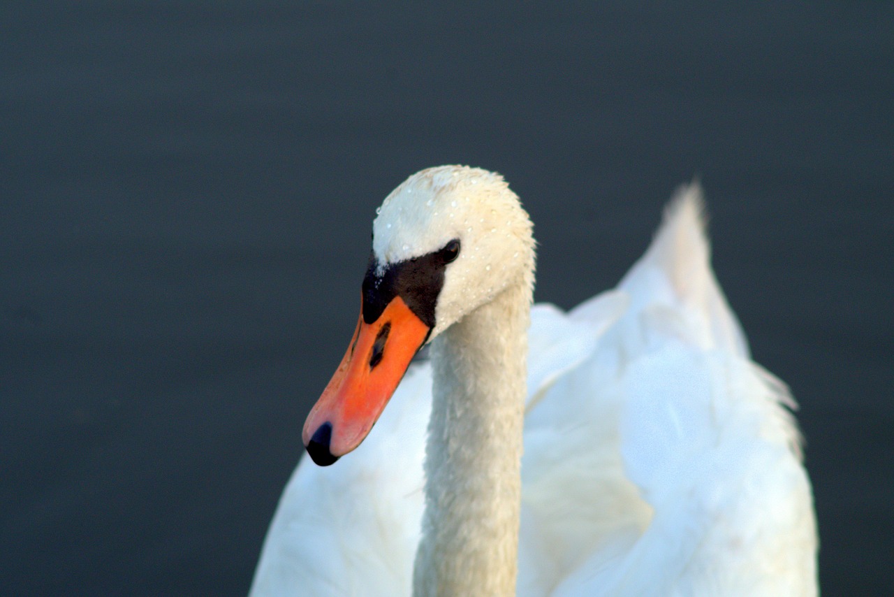 swans swan young swans free photo