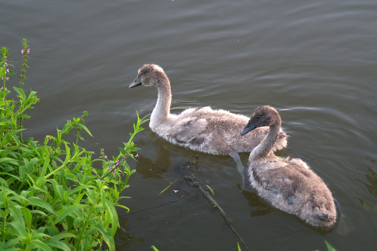 swans swan young swans free photo