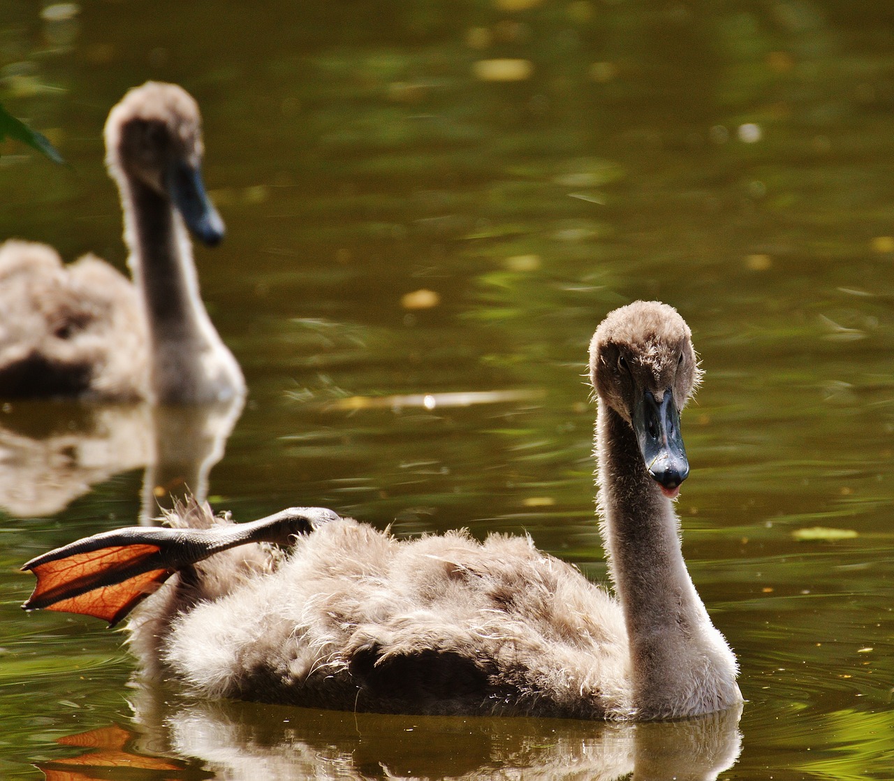 swans young animals bird free photo