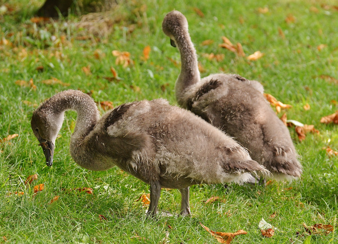 swans young animals birds free photo