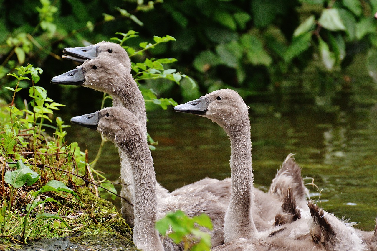 swans young animals animal world free photo