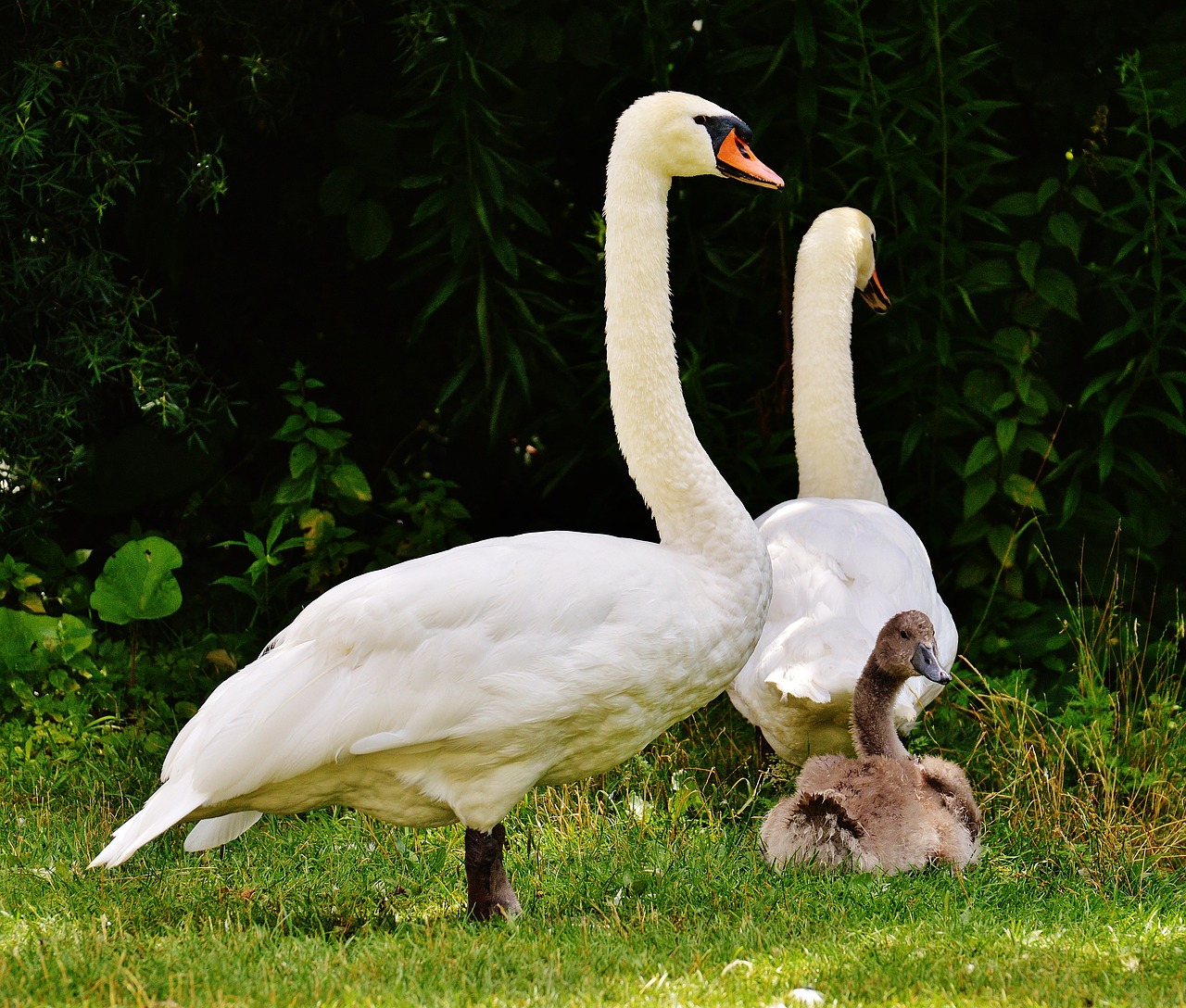 swans family wildlife photography free photo