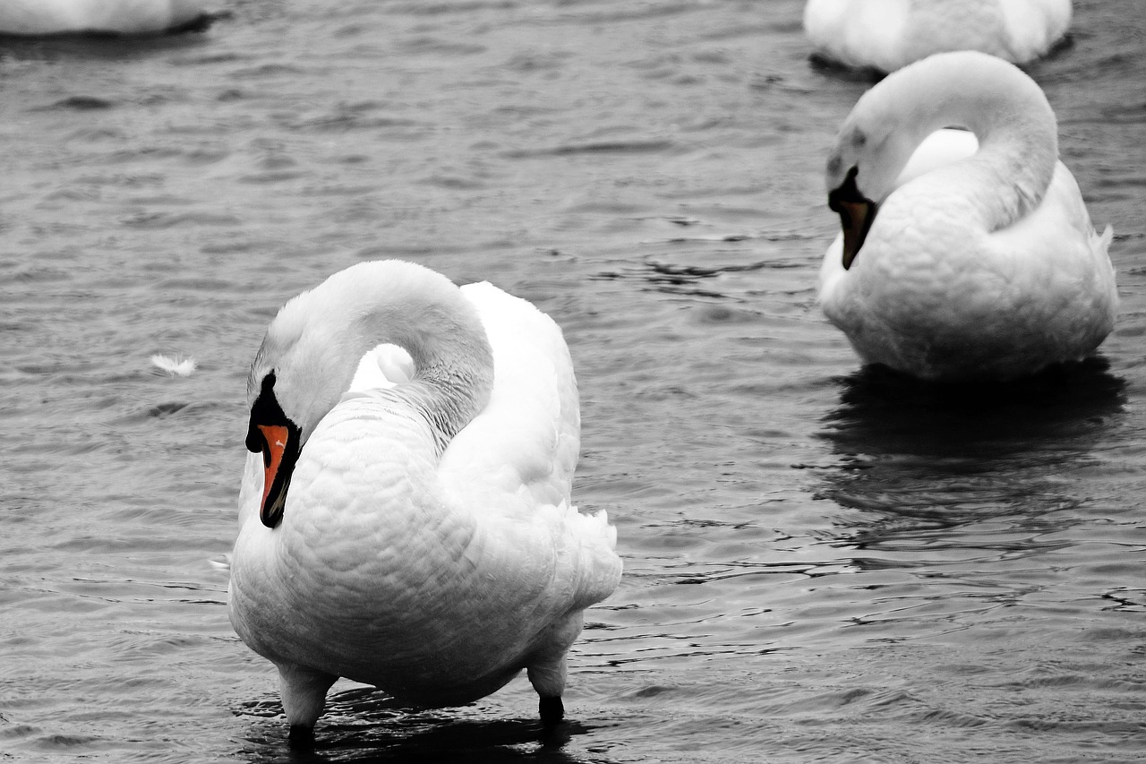 swans birds wildlife free photo