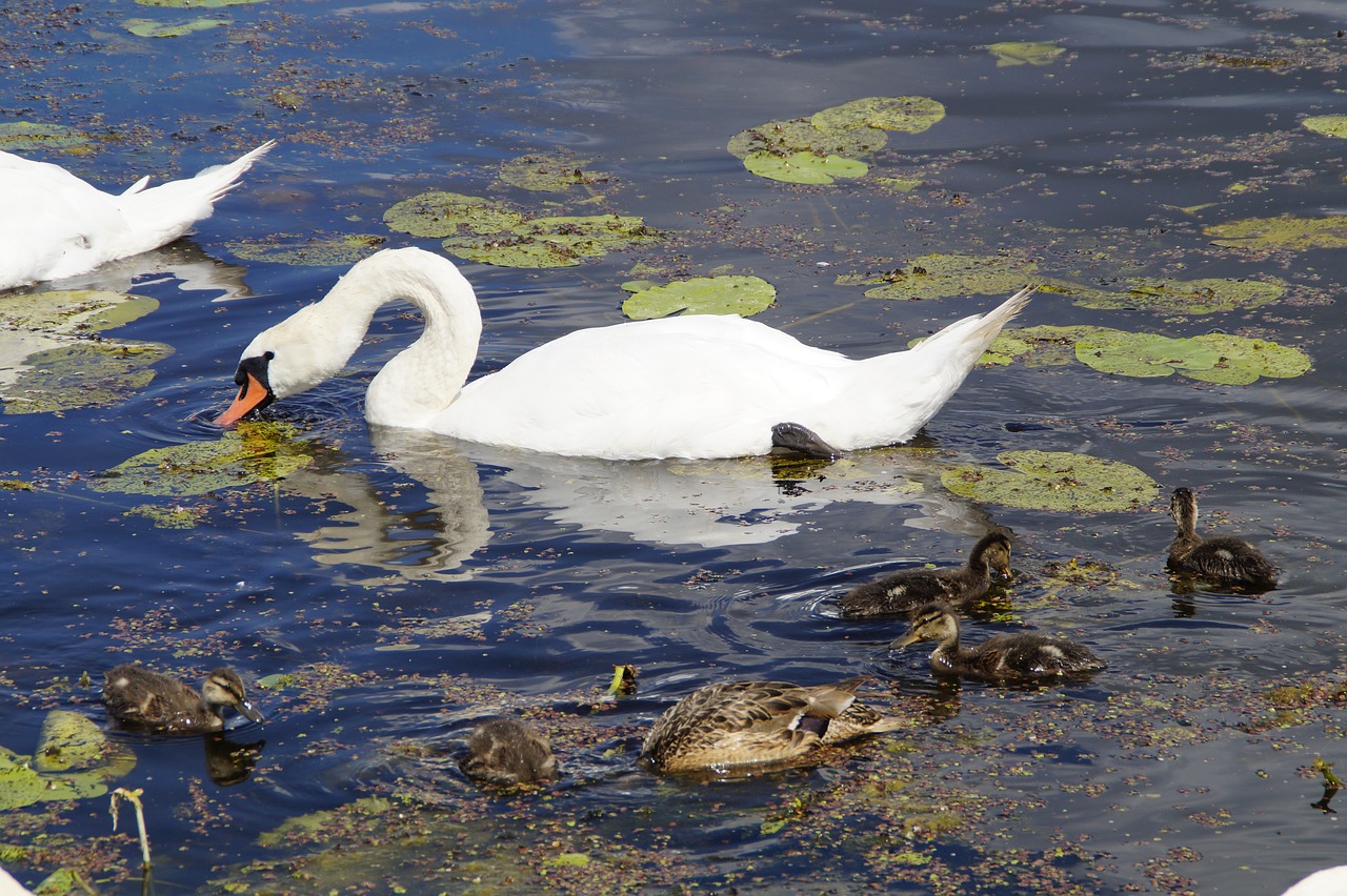 swans eat waterfowl free photo