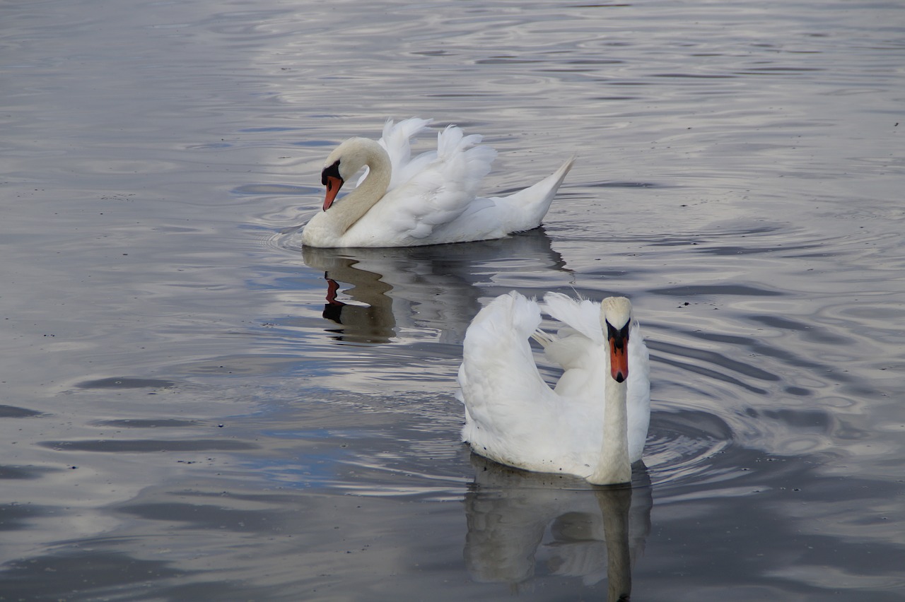 swans waterfowl beautiful free photo