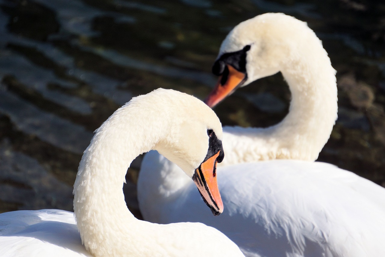 swans together water free photo
