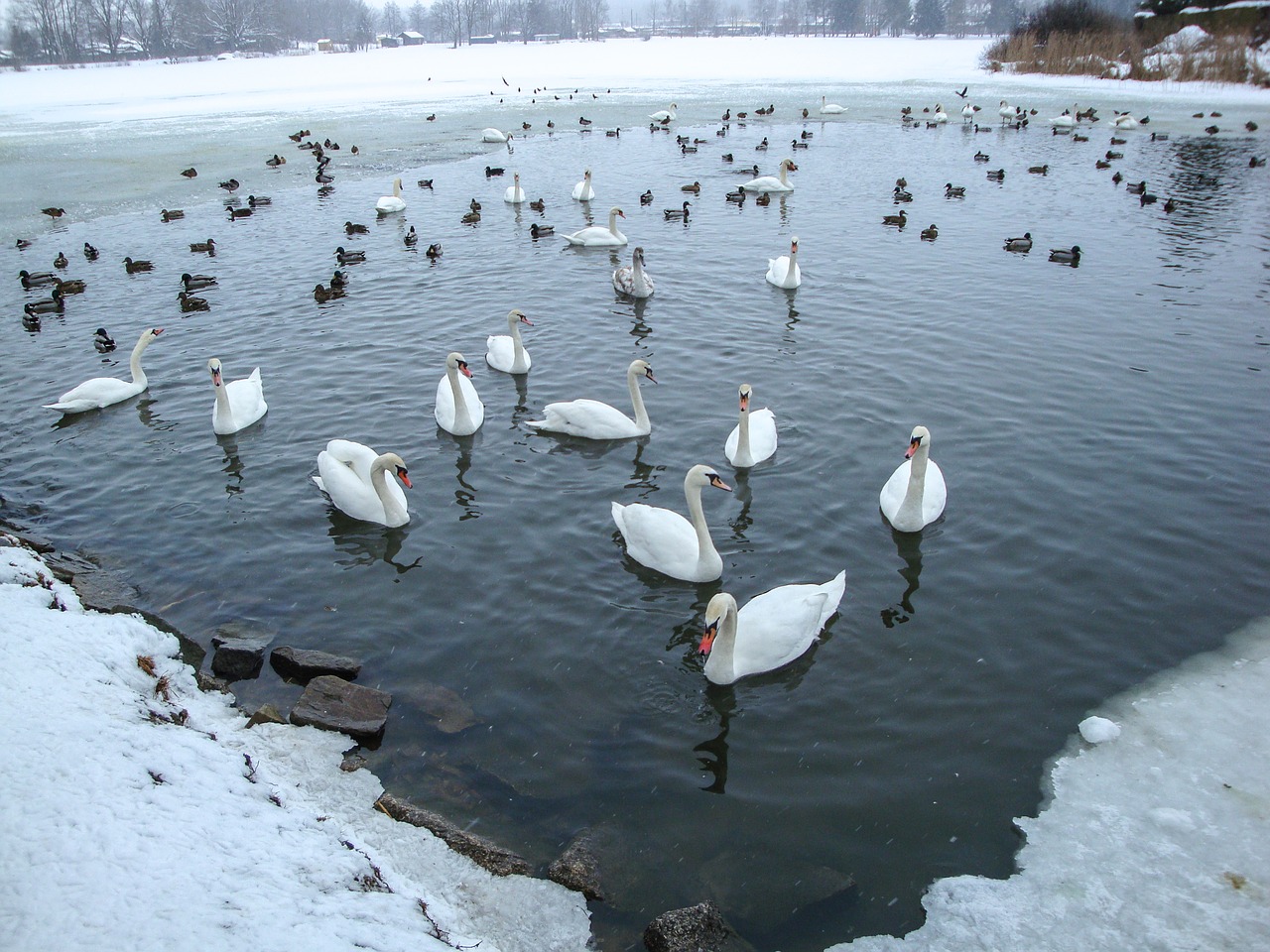 swans ducks pond free photo