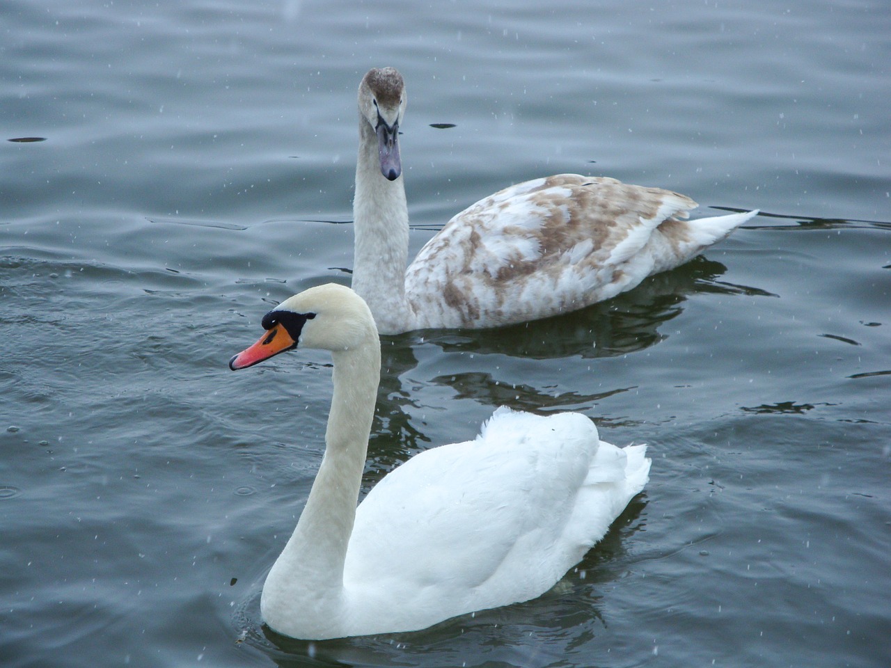 swans pond lake free photo