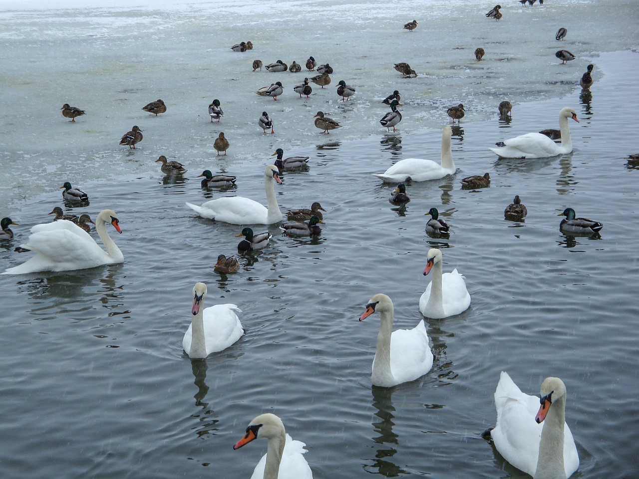 swans ducks pond free photo