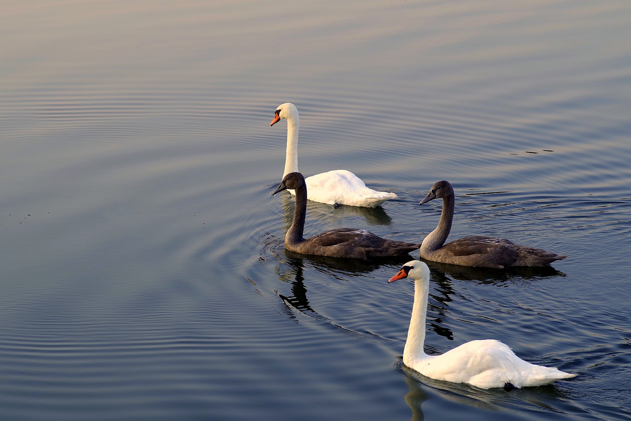 swans mature young free photo