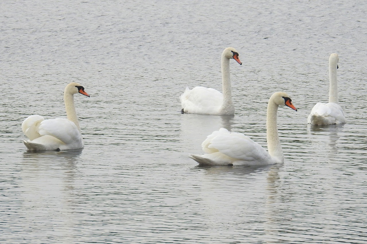 swans mute swans water free photo