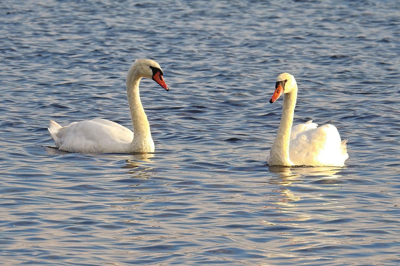 swans mute swans water free photo