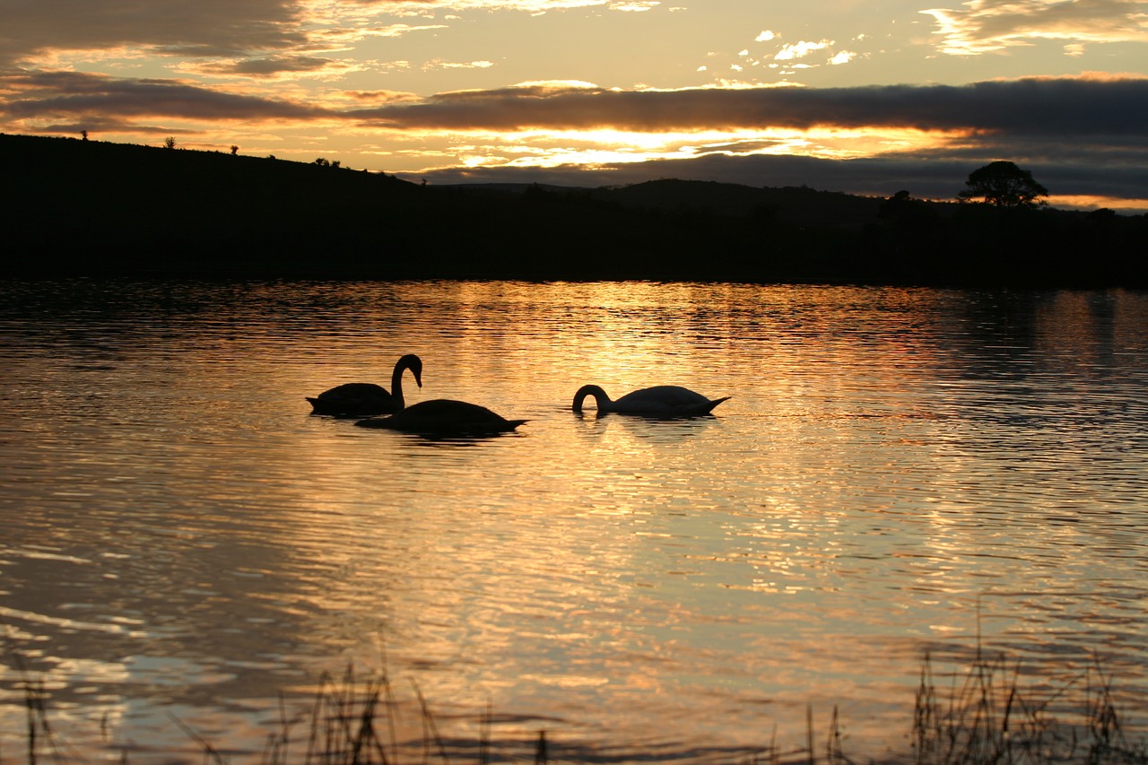 swans lake sunset free photo